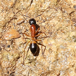 Camponotus consobrinus (Banded sugar ant) at Woolgarlo, NSW - 10 Feb 2025 by ConBoekel