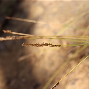 Carex appressa at Woolgarlo, NSW - 10 Feb 2025 10:49 AM