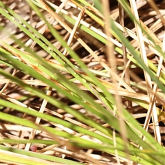 Carex appressa at Woolgarlo, NSW - 10 Feb 2025 10:49 AM