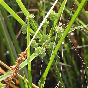 Cyperus eragrostis at Woolgarlo, NSW - 10 Feb 2025 by ConBoekel