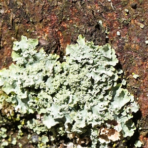 Unidentified Lichen at Woolgarlo, NSW - 10 Feb 2025 by ConBoekel