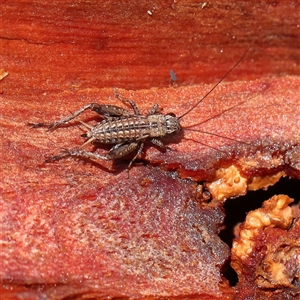 Unidentified Cricket (several families) at Woolgarlo, NSW - 10 Feb 2025 by ConBoekel