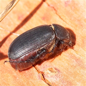 Unidentified Beetle (Coleoptera) at Woolgarlo, NSW - 10 Feb 2025 by ConBoekel