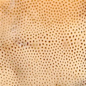 Unidentified Pored or somewhat maze-like on underside [bracket polypores] at Woolgarlo, NSW - 10 Feb 2025 by ConBoekel