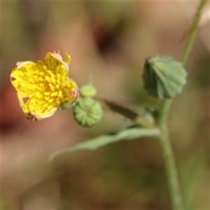 Unidentified Other Wildflower or Herb at Woolgarlo, NSW - 10 Feb 2025 by ConBoekel