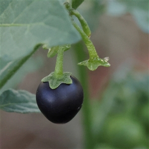 Solanum nigrum at Woolgarlo, NSW - 10 Feb 2025 11:04 AM