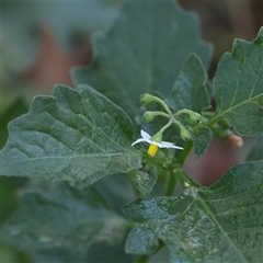 Solanum nigrum at Woolgarlo, NSW - 10 Feb 2025 11:04 AM