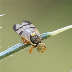 Euribia sp. (genus) (Thistle Gall Fly) at Woolgarlo, NSW - 10 Feb 2025 by ConBoekel