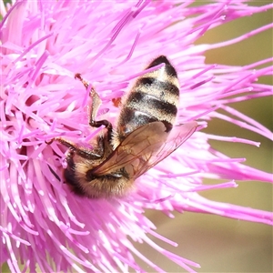 Apis mellifera (European honey bee) at Woolgarlo, NSW - 10 Feb 2025 by ConBoekel