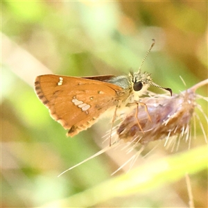 Dispar compacta (Barred Skipper) at Woolgarlo, NSW - 10 Feb 2025 by ConBoekel