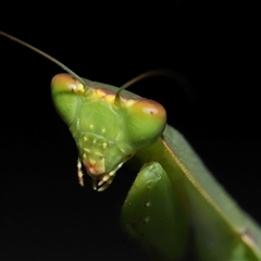 Orthodera ministralis (Green Mantid) at Acton, ACT - 5 Feb 2025 by TimL