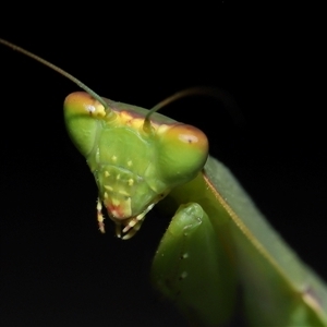 Orthodera ministralis at Acton, ACT - 5 Feb 2025 by TimL