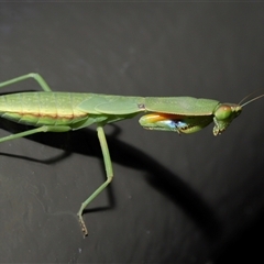 Orthodera ministralis at Acton, ACT - 5 Feb 2025 11:25 AM