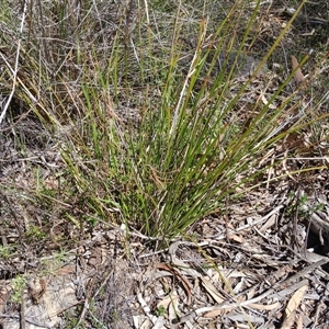 Lepidosperma sp. (A Sword Sedge) at Cooma, NSW - Today by mahargiani