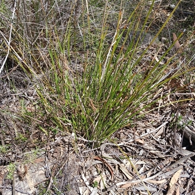 Lepidosperma sp. (A Sword Sedge) at Cooma, NSW - 18 Feb 2025 by mahargiani