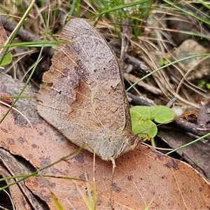 Heteronympha merope at Harolds Cross, NSW - Today by MatthewFrawley