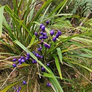 Stypandra glauca at Harolds Cross, NSW - Today by MatthewFrawley