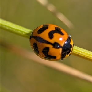 Coccinella transversalis (Transverse Ladybird) at Wilsons Valley, NSW - Yesterday by Miranda