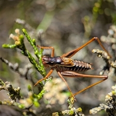 Austrodectes monticolus (Australian shield-back katydid) at Wilsons Valley, NSW - 17 Feb 2025 by Miranda