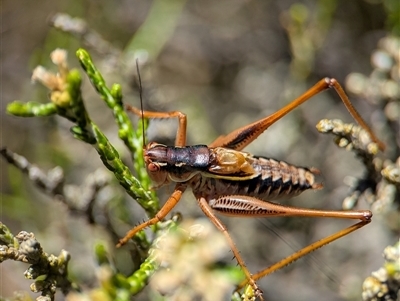 Austrodectes monticolus (Australian shield-back katydid) at Wilsons Valley, NSW - 17 Feb 2025 by Miranda