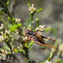 Austrodectes monticolus at Wilsons Valley, NSW - 17 Feb 2025 11:26 AM