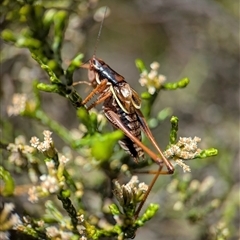 Austrodectes monticolus at Wilsons Valley, NSW - 17 Feb 2025 11:26 AM