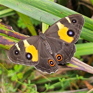 Tisiphone abeona at Harolds Cross, NSW - Today by MatthewFrawley