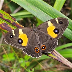 Tisiphone abeona at Harolds Cross, NSW - Yesterday 12:18 PM