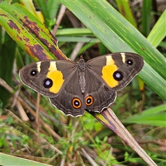 Tisiphone abeona at Harolds Cross, NSW - Yesterday 12:18 PM