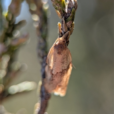 Epiphyas postvittana (Light Brown Apple Moth) at Wilsons Valley, NSW - 17 Feb 2025 by Miranda