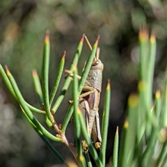 Percassa rugifrons (Mountain Grasshopper) at Wilsons Valley, NSW - 17 Feb 2025 by Miranda