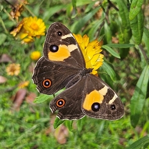 Tisiphone abeona at Harolds Cross, NSW - Today by MatthewFrawley