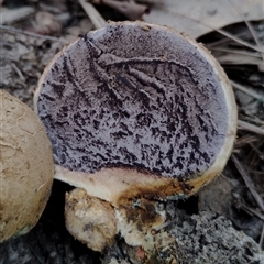 Scleroderma sp. (Scleroderma) at Bodalla, NSW - 18 Feb 2025 by Teresa