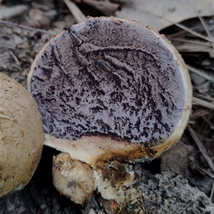 Scleroderma sp. (Scleroderma) at Bodalla, NSW - Today by Teresa