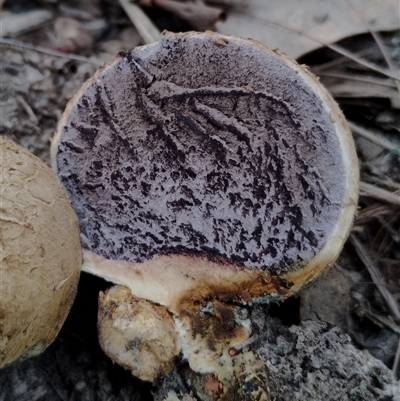 Scleroderma sp. (Scleroderma) at Bodalla, NSW - 18 Feb 2025 by Teresa