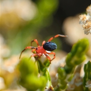 Nicodamidae (family) (Red and Black Spider) at Wilsons Valley, NSW - 17 Feb 2025 by Miranda