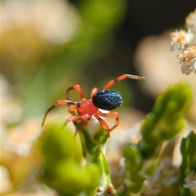 Nicodamidae (family) (Red and Black Spider) at Wilsons Valley, NSW - 17 Feb 2025 by Miranda