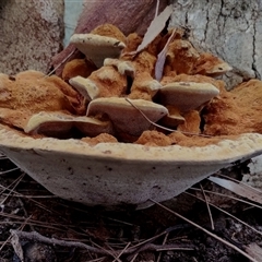 Polypore sp. at Bodalla, NSW - 18 Feb 2025 by Teresa