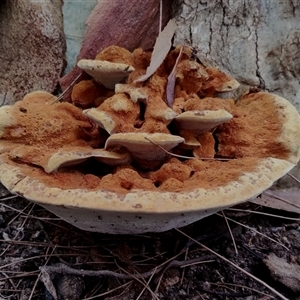 Polypore sp. at Bodalla, NSW - 18 Feb 2025 10:18 AM