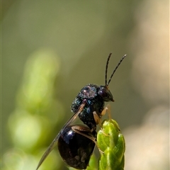 Perilampus sp. (genus) (A Perilampid wasp) at Wilsons Valley, NSW - 17 Feb 2025 by Miranda