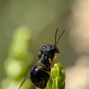 Perilampus sp. (genus) (A Perilampid wasp) at Wilsons Valley, NSW - Yesterday by Miranda