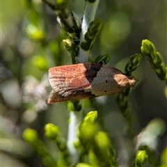 Epiphyas postvittana (Light Brown Apple Moth) at Wilsons Valley, NSW - 17 Feb 2025 by Miranda