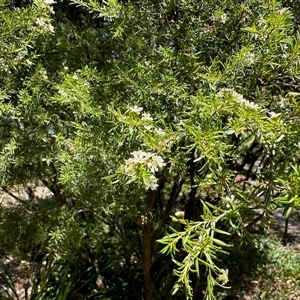 Unidentified Other Shrub at Aranda, ACT - Today by KMcCue