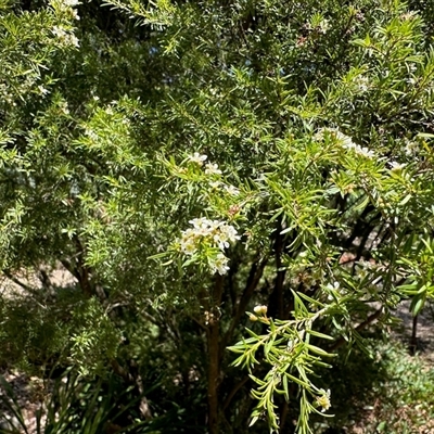 Leptospermum sp. (Tea Tree) at Aranda, ACT - 18 Feb 2025 by KMcCue