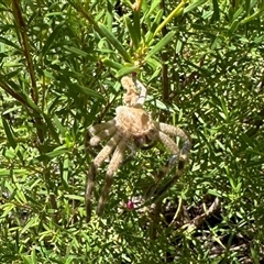 Neosparassus calligaster (Beautiful Badge Huntsman) at Aranda, ACT - 16 Feb 2025 by KMcCue