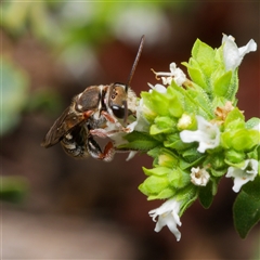 Lipotriches (Austronomia) phanerura (Halictid Bee) at Downer, ACT - 18 Feb 2025 by RobertD