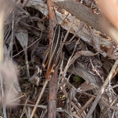 Macrotona australis (Common Macrotona Grasshopper) at Environa, NSW - 13 Feb 2025 by RachaelL