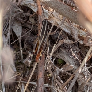 Macrotona australis at Environa, NSW - 13 Feb 2025 09:35 AM