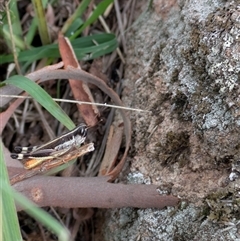 Macrotona australis at Environa, NSW - 13 Feb 2025 09:35 AM