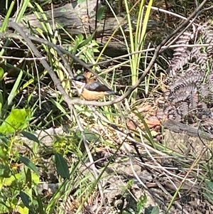 Acanthorhynchus tenuirostris at Bonny Hills, NSW - suppressed